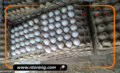 صادرات ۳۵۰۰ تُن تخم مرغ از قم به ارزش ۳.۴ میلیون دلار